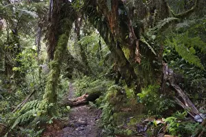 Montane Rainforest around Mt Hagen in Western Highlands of Papua New Guinea