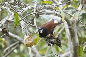 Montezuma Oropendola Psaracolius montezuma feeding in fruiting tree Tikal Guatemala Montezuma Oropendola Psaracolius montezuma feeding in fruiting tree Tikal Guatemala