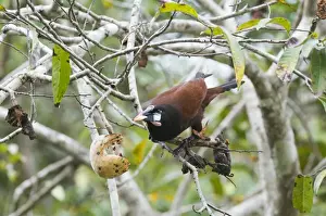 Rainforest Prints: Montezuma Oropendola Psaracolius montezuma feeding in fruiting tree Tikal Guatemala