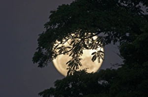 Palawan Prints: Moon rising behind forest on Palawan Philippines