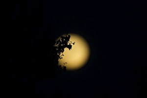 Moon Prints: Full Moon viewed from Kelling Heath Norfolk summer