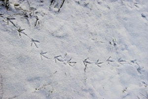 Moorhen foot prints in snow on banks of River Yare at Ferry Lane Wood Postwick Norfolk Moorhen foot prints in snow on banks of River Yare at Ferry Lane Wood Postwick Norfolk