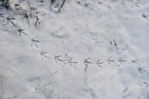 Wildlife Prints: Moorhen foot prints in snow on banks of River Yare at Ferry Lane Wood Postwick Norfolk