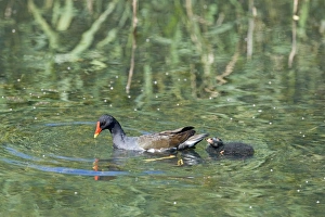 Moorhen Gallinula chloropus with chick Minsmere Suffolk June Moorhen Gallinula chloropus with chick Minsmere Suffolk June