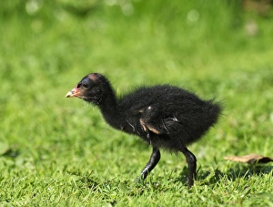 Chick Prints: Moorhen, Gallinula chloropus, chick, UK