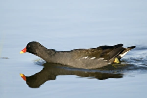 Cley Prints: Moorhen Gallinula chloropus Cley Norfolk May