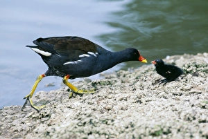 Moorhen, Gallinula chloropus, feeding chick, Slimbridge, Glos, UK, spring Moorhen, Gallinula chloropus, feeding chick, Slimbridge, Glos, UK, spring
