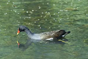Moorhen Gallinula chloropus feeding Minsmere Suffolk June