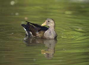 Moorhen Gallinula chloropus juvenile UK