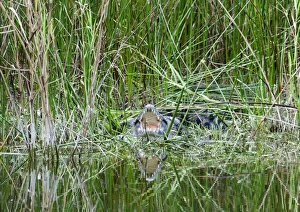 Central America Prints: Morelets Crocodile basking Tikal Guatemala