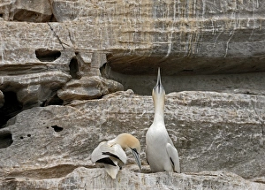 Morus bassanus northern gannet gannet sky pointing Morus bassanus northern gannet gannet sky pointing