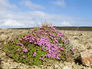 Plant Prints: Moss Campion growing on Keen of Hamar NNR Unst Shetland Scotland May