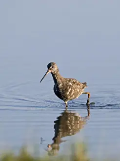 Titchwell Prints: Moulting adult Spotted Redshank Tringa erythropus Titchwell Norfolk July