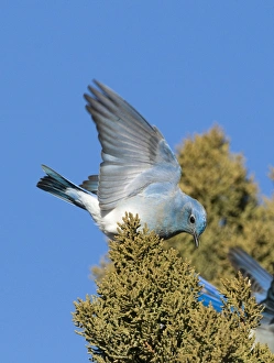 Mountain Bluebird Sialia currucoides feeding on Juniper berries New Mexico USA January Mountain Bluebird Sialia currucoides feeding on Juniper berries New Mexico USA January