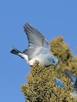 Bluebird Prints: Mountain Bluebird Sialia currucoides feeding on Juniper berries New Mexico USA January