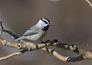 Mountain Chickadee Peocile gambeli Scandia Crest Albuquerque New Mexico USA Mountain Chickadee Peocile gambeli Scandia Crest Albuquerque New Mexico USA