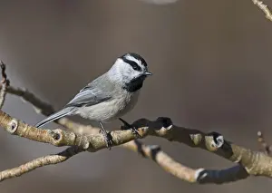 New Mexico Prints: Mountain Chickadee Peocile gambeli Scandia Crest Albuquerque New Mexico USA