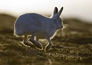 Images Dated 2006 January: Mountain Hare Lepus timidus Cairngorm National Park Scotland winter