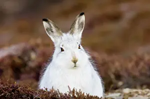 Editor's Picks: Mountain Hare lepus timidus on mountainside scotland winter