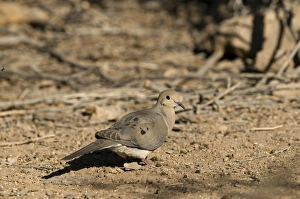 Mourning Dove Zenaida macroura California USA