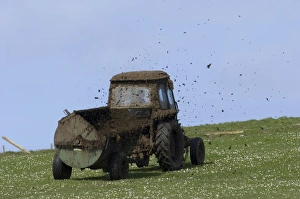 Muck spreading on grazing land Fetlar Shetland Scotland June Muck spreading on grazing land Fetlar Shetland Scotland June