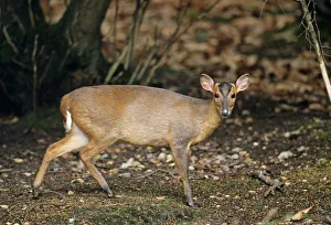 Muntjac Deer Salthouse Heath Norfolk winter