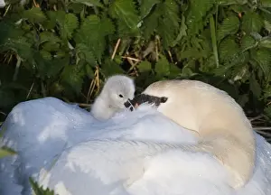 Chick Prints: Mute Swan Cygnus olor brooding day old cygnets Cley Norfolk May