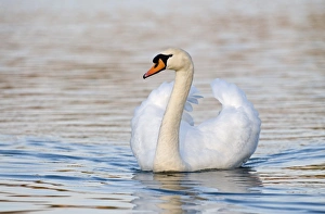 Mute Swan Cygnus olor cob (male) Norfolk UK spring