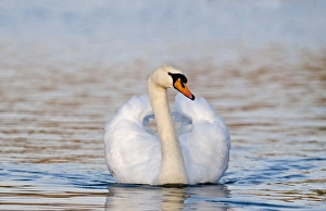 Mute Swan Cygnus olor cob (male) Norfolk UK spring