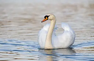 Mute Swan Cygnus olor cob (male) Norfolk UK spring