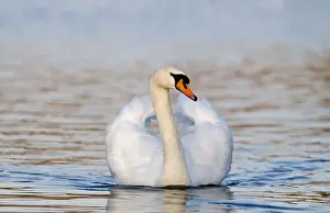 Male Prints: Mute Swan Cygnus olor cob (male) Norfolk UK spring