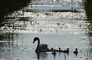 Cley Prints: Mute Swan Cygnus olor with cygnets Cley Norfolk summer