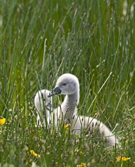 Swan Prints: Mute Swan Cygnus olor cygnets Shetland June