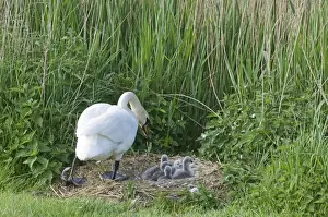 Mute Swan Cygnus olor and day old cygnets Cley Norfolk May