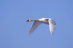 Mute Swan Cygnus olor in flight UK winter