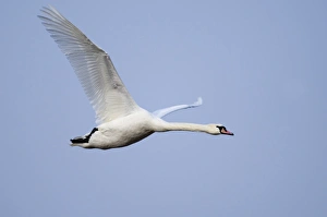 Mute Swan Cygnus olor in flight UK winter
