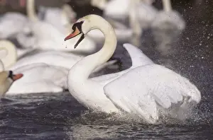 Territorial Prints: Mute Swan Cygnus olor male being aggressive towards rival UK spring