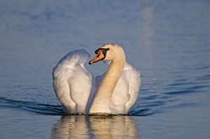 Mute Swan Cygnus olor cob (male) Norfolk UK spring