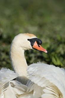 Male Prints: Mute Swan Cygnus olor male (cob) Cley Norfolk
