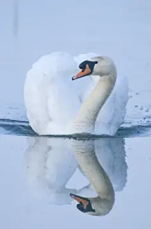 Mute Swan Cygnus olor male (cob) Cley Norfolk April