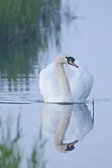 Male Prints: Mute Swan Cygnus olor male (cob) Cley Norfolk April