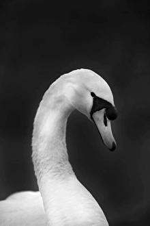 Black And White Prints: Mute Swan Cygnus olor male Norfolk winter
