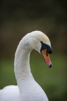 Male Prints: Mute Swan Cygnus olor male Norfolk winter