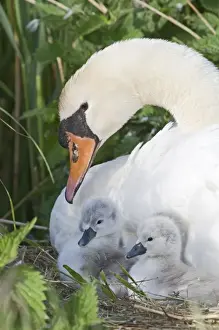 Care Prints: Mute Swan Cygnus olor with newborn chicks Cley Norfolk May