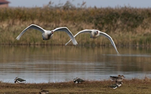Mute Swan Cygnus olor in flight UK winter