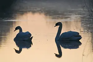 Silhouetted Prints: Mute Swan Cygnus olor pair in dyke at dawn Cley NWT Reserve Norfolk