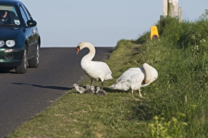 Mute Swan Cygnus olor pair with newborn chicks Cley Norfolk May Mute Swan Cygnus olor pair with newborn chicks Cley Norfolk May