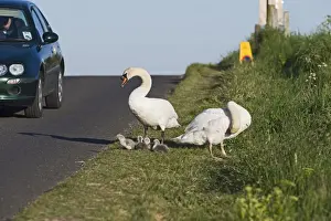 Chick Prints: Mute Swan Cygnus olor pair with newborn chicks Cley Norfolk May