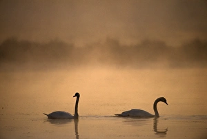 Mute Swan, Cygnus olor, UK, autumn