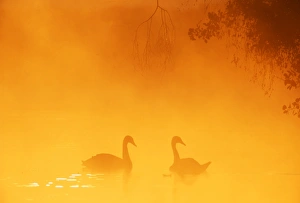 Mute Swan, Cygnus olor, UK, autumn